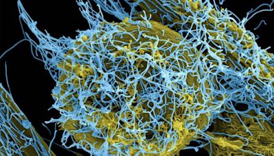 Científicos chinos crean un nuevo virus mutante altamente mortal