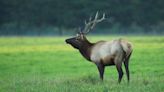 California Tribes Gets $3 Million for Elk Viewing Project