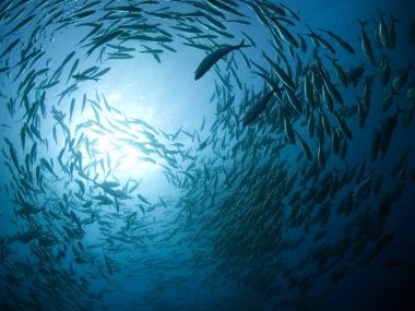 解決營養不良問題海中生物營養多 營養界掀起「藍色革命」！-台視新聞網