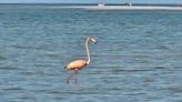 Flamingo spotted wandering around Cape Cod beach