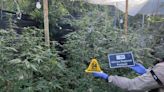 Policía encuentra plantación de marihuana en invernadero de legumbres | Teletica