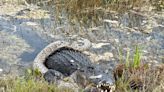 Florida woman captures Everglades alligator eating python. Wildlife enthusiasts rejoice