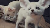 The fennec kits keepers hope will save the species