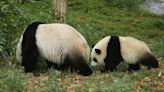 Beloved giant pandas leave U.S. after 23 years