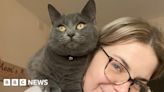 Suspected cat poisonings return to Malvern street after 13 years