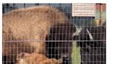 It's a First! Baby Bison Born at Red River Zoo - KVRR Local News