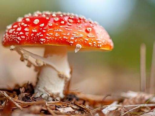 Mushroom edibles are tripping up users
