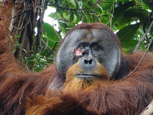 In apparent first, an orangutan was observed using plant medicine to heal itself