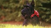 Scottish Terriers Are Becoming Unpopular in Britain