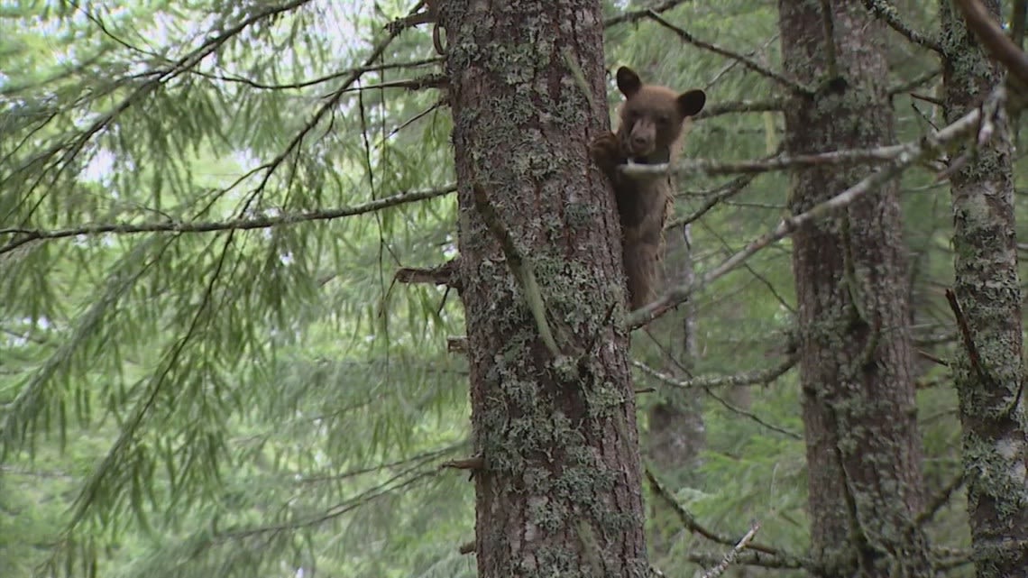 Rescue workers release orphaned bear cubs back into the wild