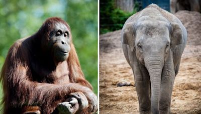 Dublin Zoo ‘awaiting post-mortem reports’, following the deaths of two animals