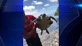 Juvenile sea turtle rescued by Coral Gables Fire Department, wildlife organizations - WSVN 7News | Miami News, Weather, Sports | Fort Lauderdale