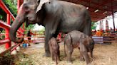 泰國罕見誕生「龍鳳胎」大象 象夫憶述母象嚇到差點踩死孩子