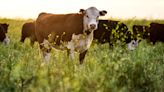 Government deploys new livestock certification process to incentivize ranchers to raise new kind of beef — here's how it could transform agriculture