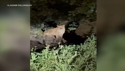 New mountain lion caught on video in Griffith Park sparks excitement