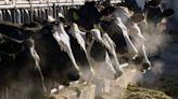 3 more Michigan dairy herds test positive for bird flu