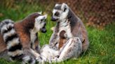 Keepers welcome birth of endangered ring-tailed lemur at safari park