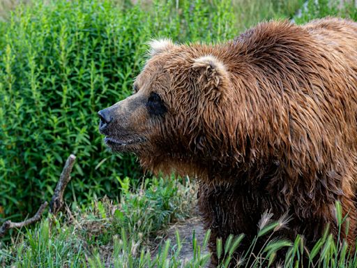 Bear biologist analyzes Grizzly Man