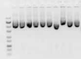 Plasmid preparation