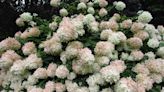 How to Grow and Care for Peegee Hydrangea for Big, White Blooms