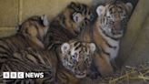 Rare Amur tiger cubs' personalities appearing at Longleat