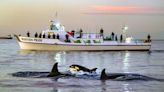 Orcas Sink 50-Foot Yacht As Second Summer Of Aquatic Rage Ignites