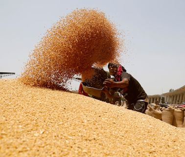 Climate-proofing India’s daily bread: The race for resilient wheat