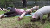 Three little piggies at a yoga class = maximum happiness - The Morning Sun