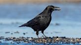 Crows can count much in the same way as human toddlers, scientists say
