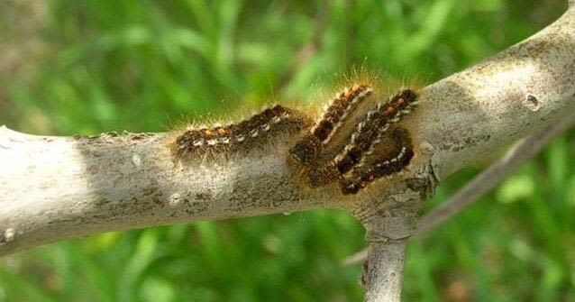 Rash-causing caterpillar found in NH for first time in 75 years