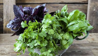 How to Grow Cilantro Successfully at Home