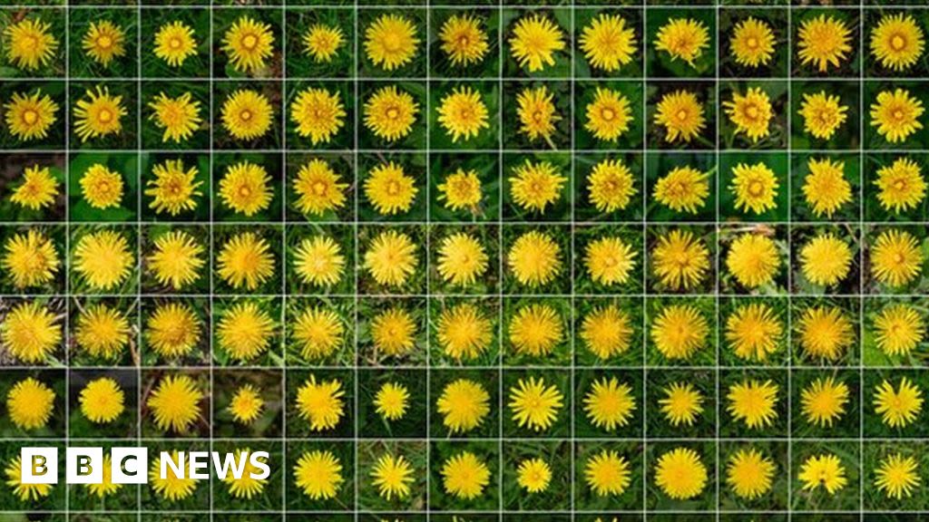 Dandelion project helps photographer after death of mother