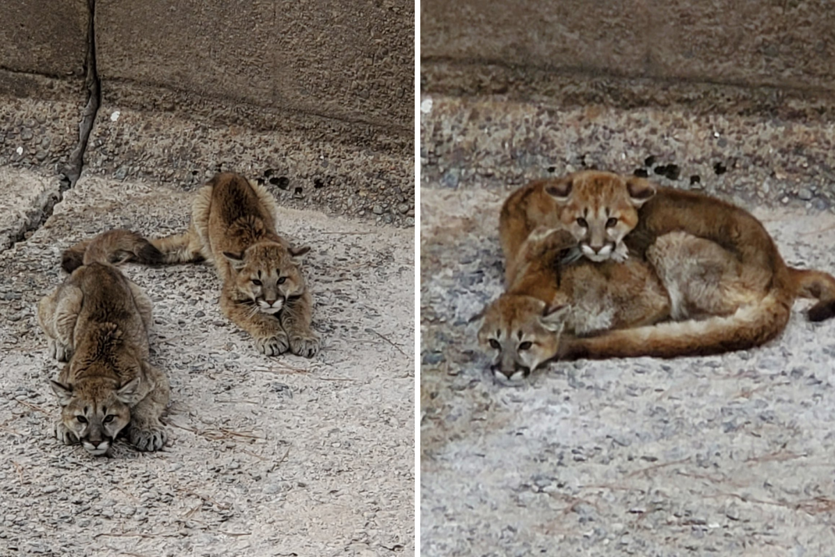 Video shows mountain lion cubs' dramatic rescue moments before dam opens