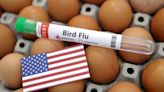 Bird flu infects commercial US poultry flock for first time since April