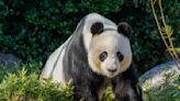 Chinese premier promises more pandas and urges Australia to put aside differences