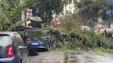 Árbol cae sobre auto en la colonia Nápoles; mujer pierde la vida