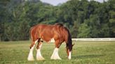 Animal Activists Attend Michigan Farmer's Market to Protest Mistreatment of Budweiser’s Famed Clydesdale Horses