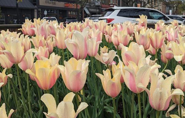 Despite weather concerns, Holland tulips in full bloom just in time for festival