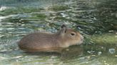 Capybara Pups 'Thriving and Diving' at San Diego Zoo Are Capturing Hearts Left and Right