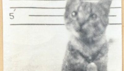 Cat carrier: Meet the feline who lived aboard Battleship North Carolina