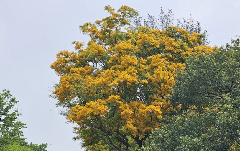 印度紫檀開花盛放 金色花海璀璨港都--上報