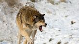When Wolves Attack: 5 Close Calls from Wolf Country