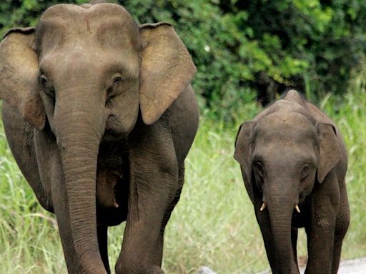 From Bornean elephants to Chilean cacti: Red list of threatened species jumps by 6,000