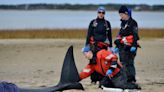 Rescuers continued efforts as pilot whales re-stranded, this time in Wellfleet