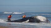 Second dead whale at the Oceanfront