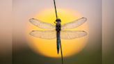 Stunning macro photography competition celebrates minute natural minibeasts