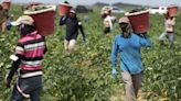 Este programa modelo protege del calor a los trabajadores: la meta es que sea implementado en todo el país