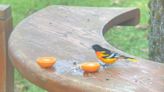 Dartmouth family helps Baltimore oriole survive N.S. winter with food and warmth