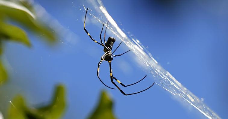 Ask Sam: Worried about Joro spiders? You shouldn't be, experts say