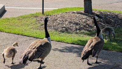 Good Samaritans Save Helpless Boston Geese from Grueling New England Heat Wave